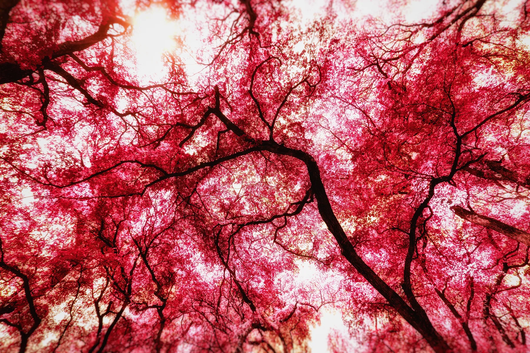 Photography — piece 11