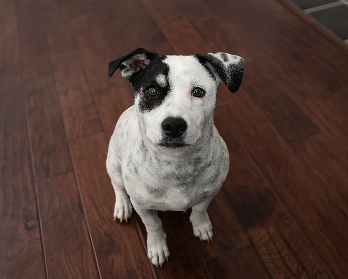 Rocky, Christopher's dog, sitting and standing by